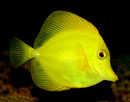 poisson chirurgien jaune, Zebrasoma flavescens