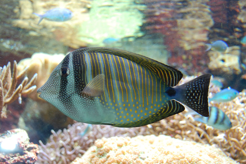 Poisson chirurgien, Zebrasoma desjardini