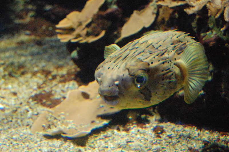 Poisson hrisson, Diodon holacanthus