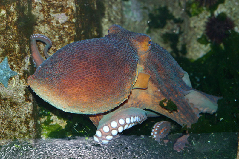 Pouple, Octopus vulgaris