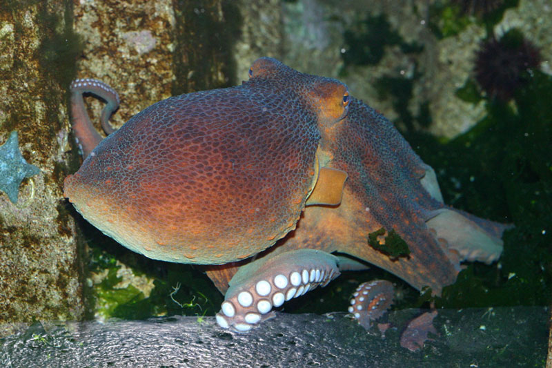 Pouple, Octopus vulgaris