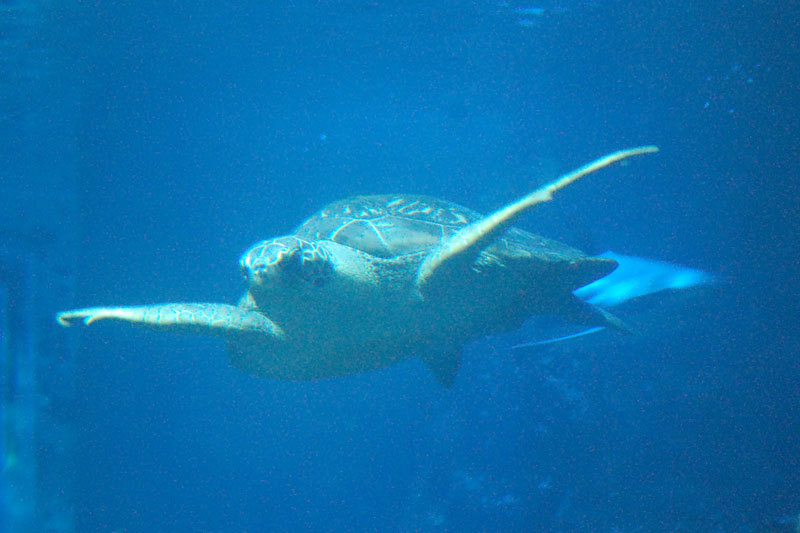 Tortue verte, Chelonia mydas