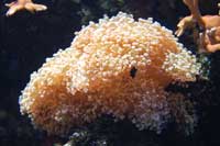 Corail dur, Euphyllia sp.