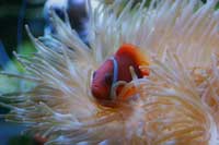 Poisson clown, Amphiprion frenatus