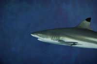 Requin pointes noires, Carcharhinus melanopterus